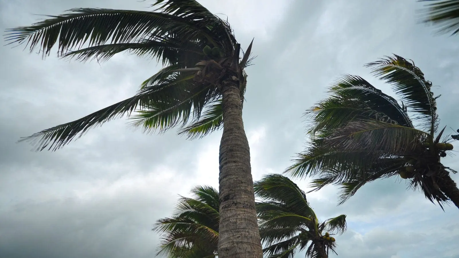 hurricane-proof your home how to sarasota roofing contractor